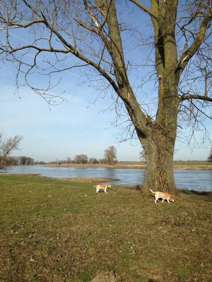 An Den Elbwiesen Gaestezimmer "Weissstorch" Nur Nichtraucher Dommitzsch 外观 照片